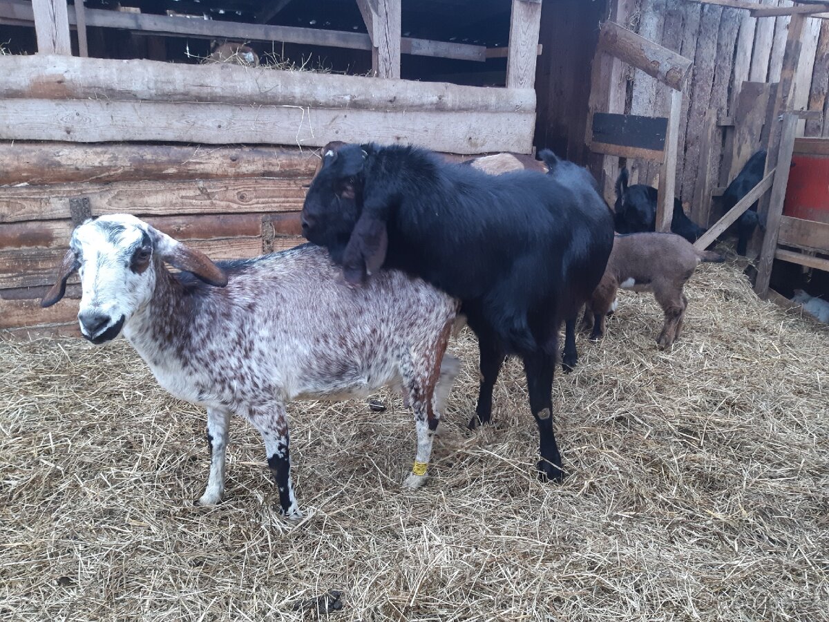 Prodám plemenného AN kozla Maria - 4