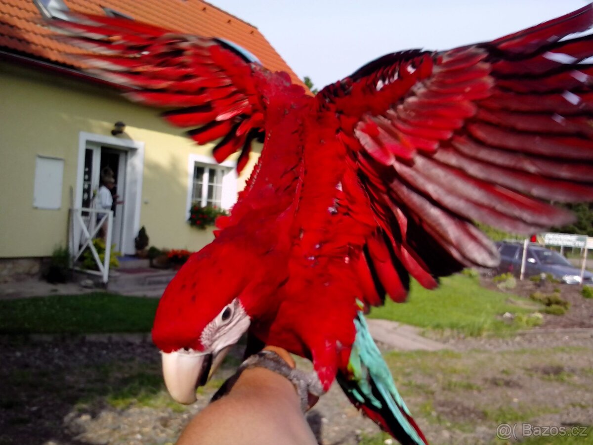 Ara zelenokřídlý (chloroptera), samec 2025 - 4