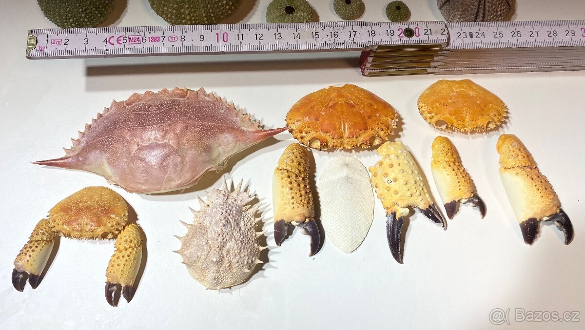 Mušle, Mechovky, Ježci, Krabi atd. - 4