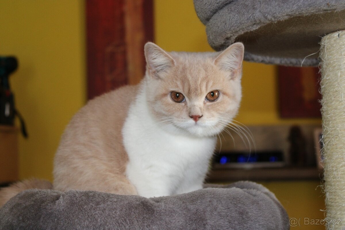 Britská krátkosrstá kočka - 4