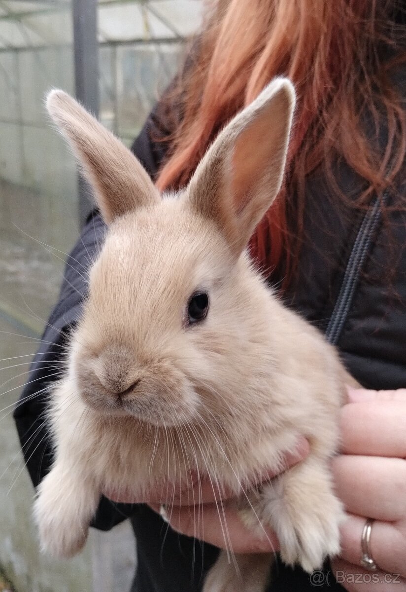 Prodám mladé králíčky - 4