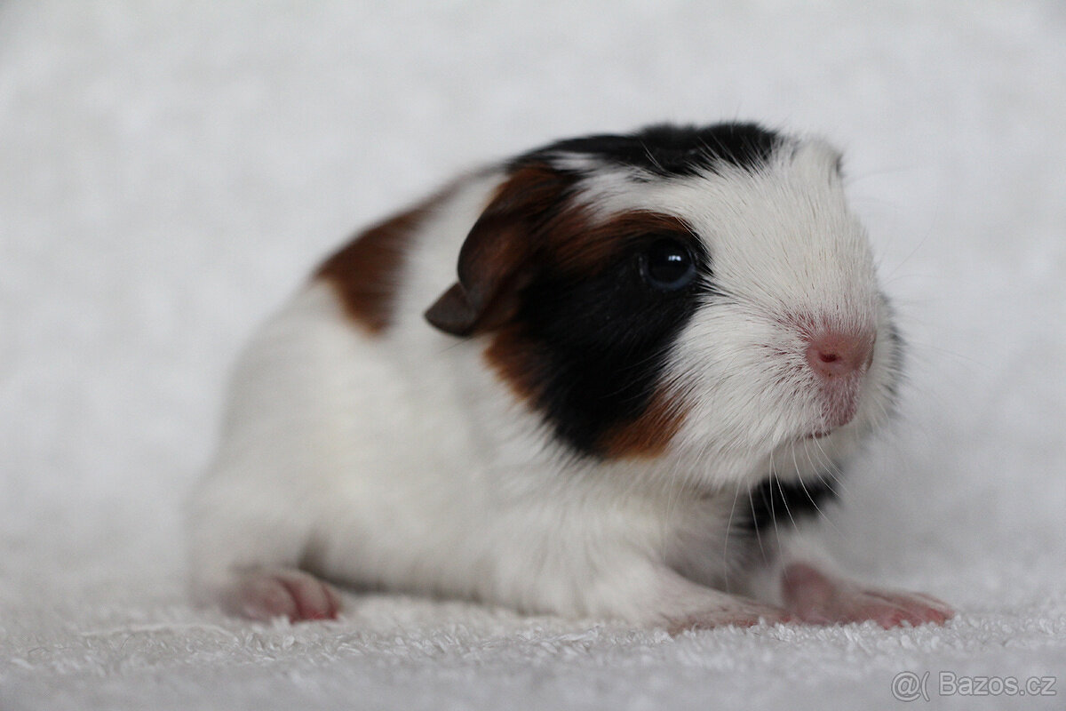 Morče, morčata, morčátko s PP - krátkosrstá - 4