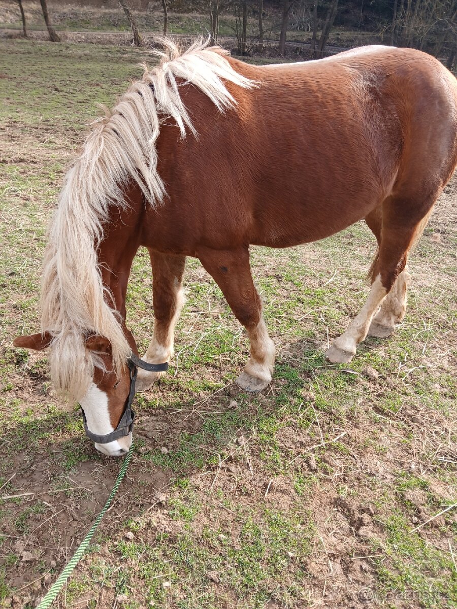 Prodej: Valach ČMB (nar. 2023) - 4