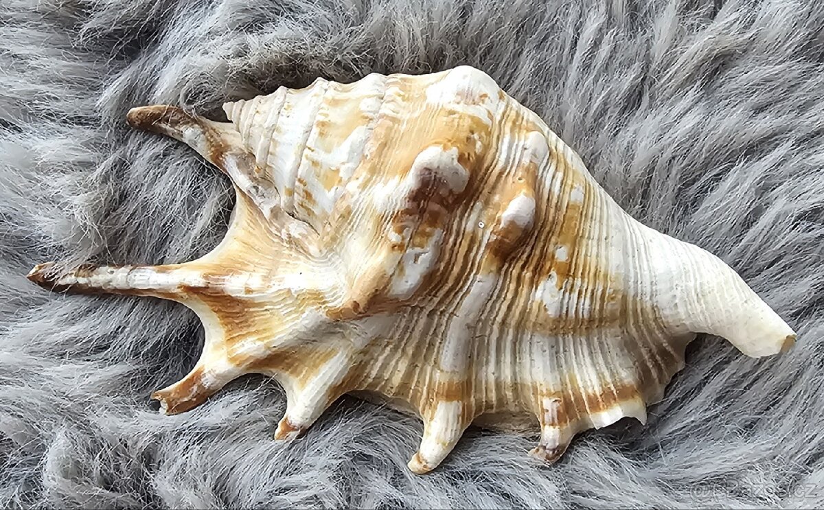 Mušle křídlatec (lambis) - 4