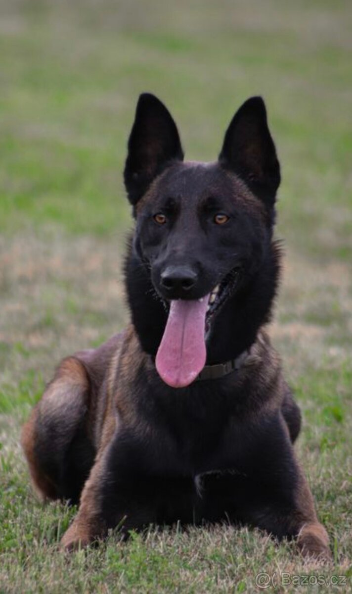 Belgický ovčák Malinois - 4