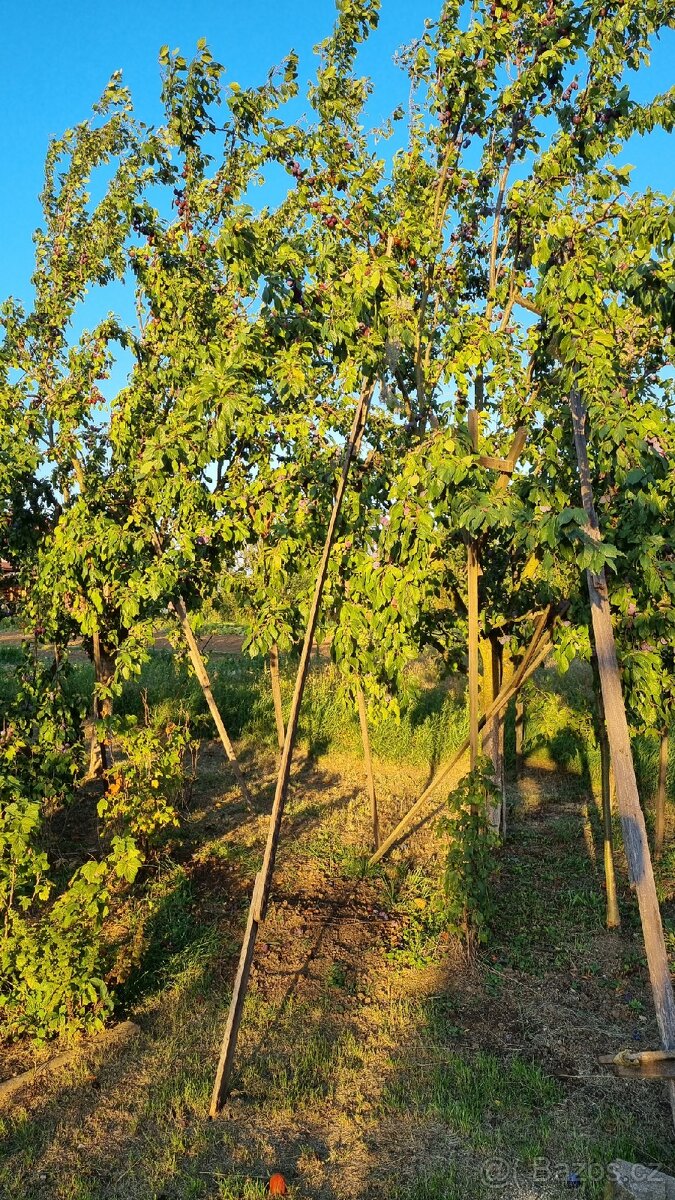 Švestky - samozběr - 4