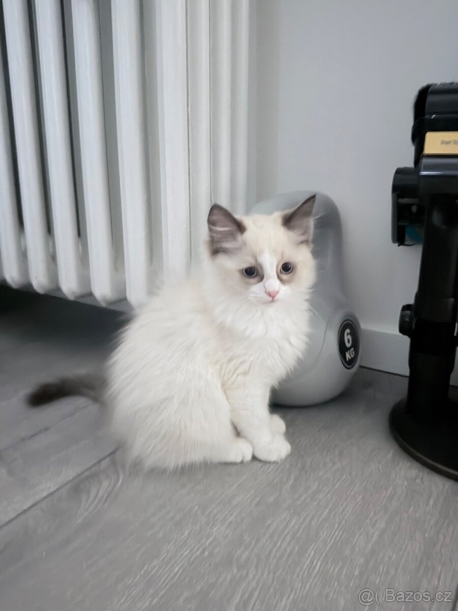 Ragdoll Kocourek - 4