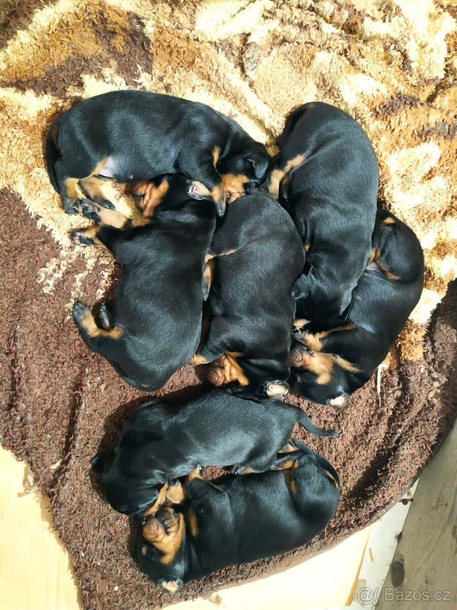 Dobrman štěňátka - 4