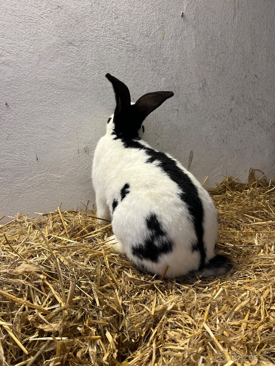 Německý obrovitý strakáč černý (NOS) - 4