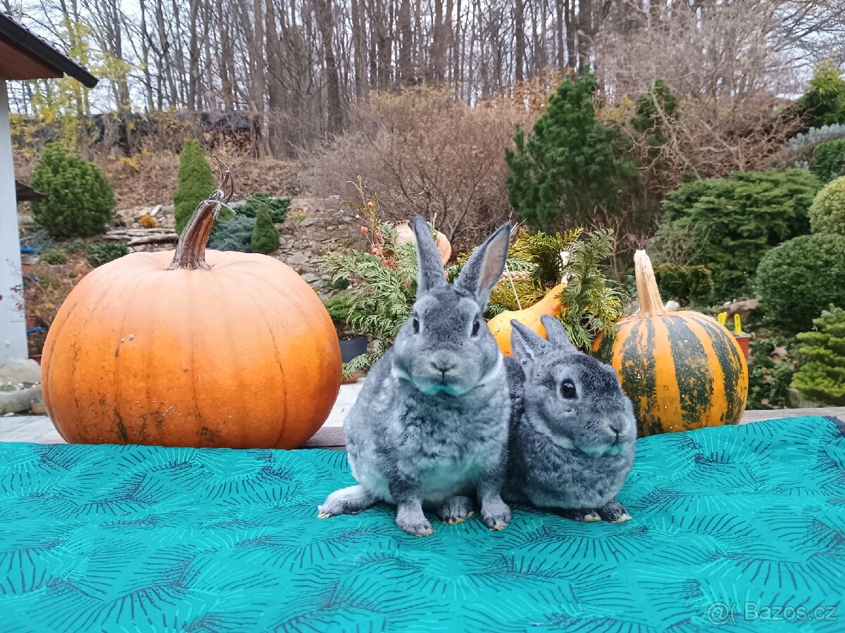 Zakrslý rex činčilový miminka - 4