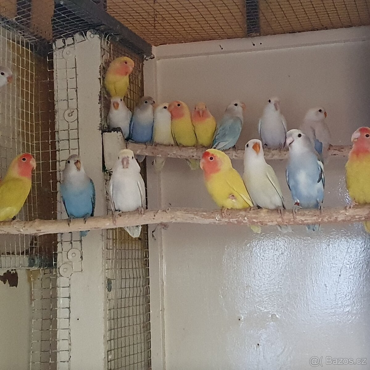 agapornis ruzohrdly - 4