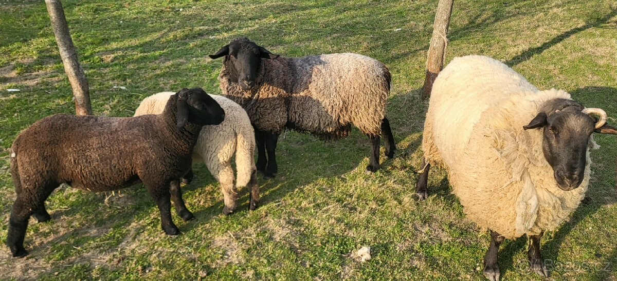 Ovce suffolk - jehňata - 4