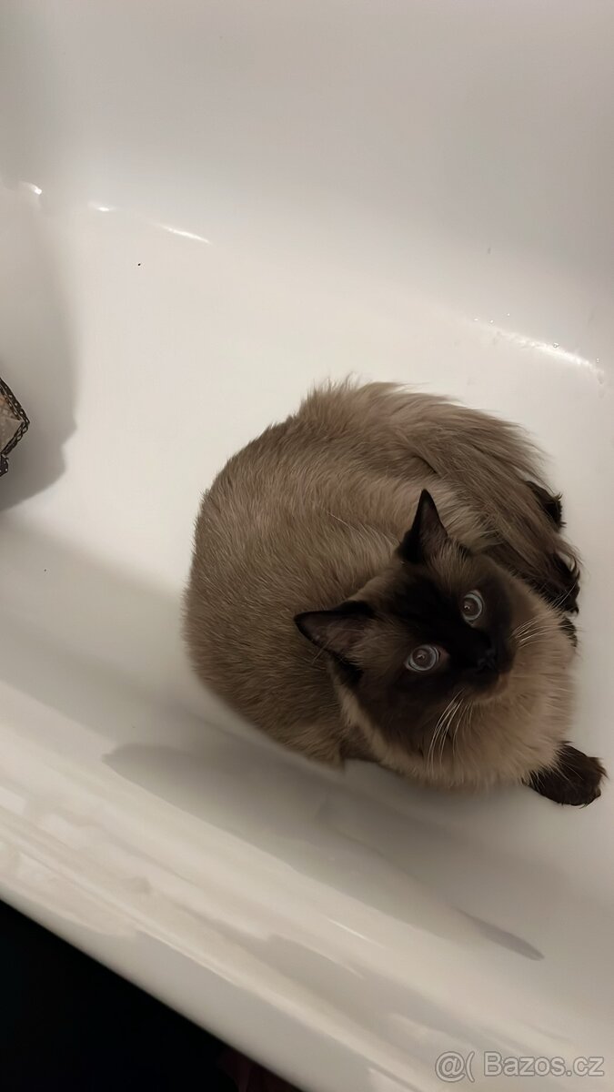 Ragdoll ke kryti - 4