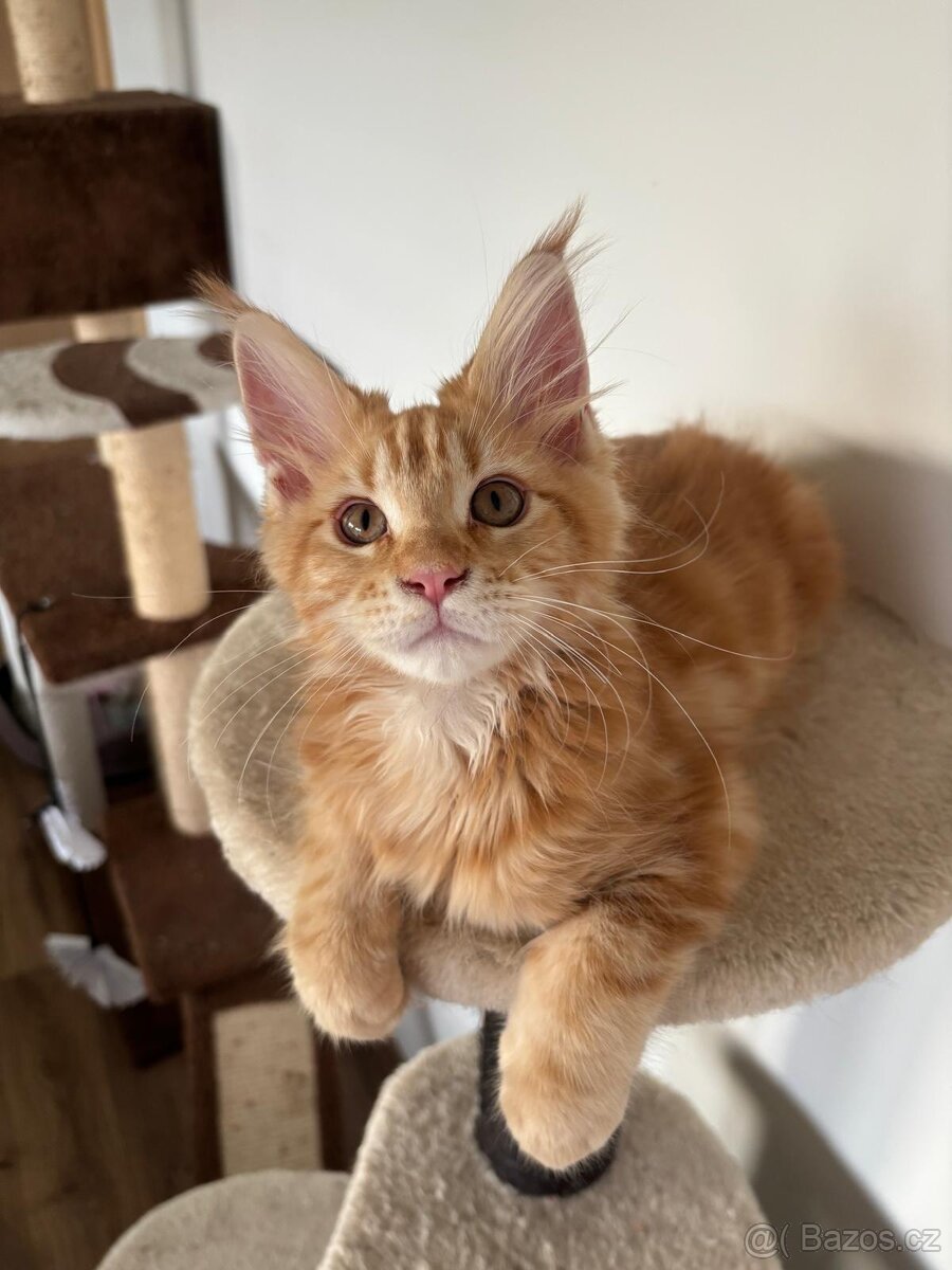 Mainská Mývalí - 4