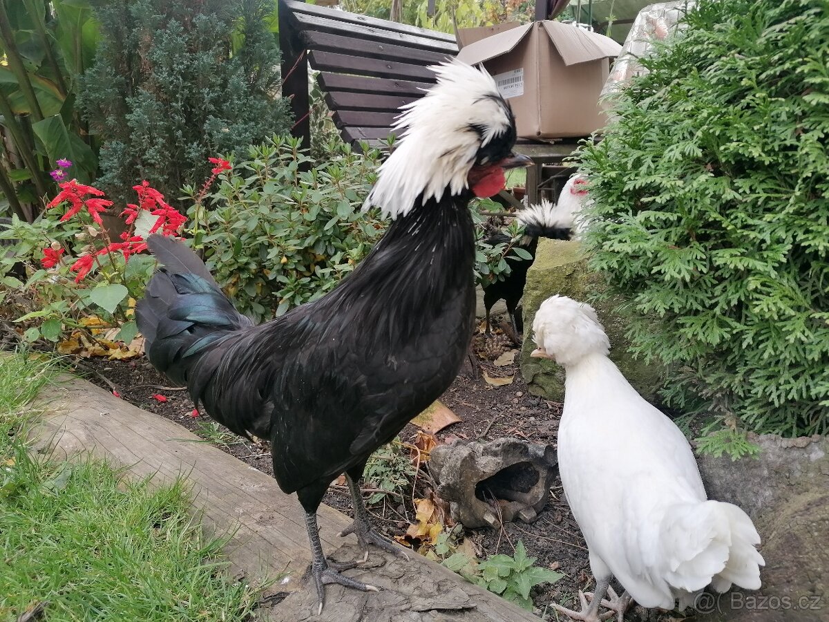 Kohoutci holanďanek, hedvábniček, kočinek - 4