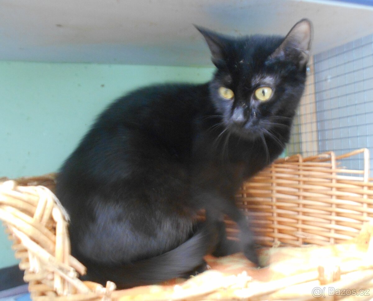 Černá, hodná 2letá Žofinka s výraznýma očima - 4