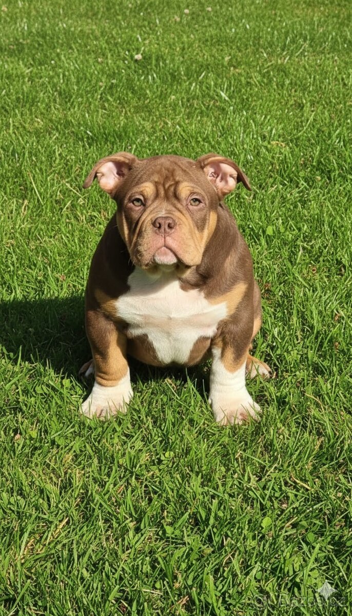 American Bully - 4
