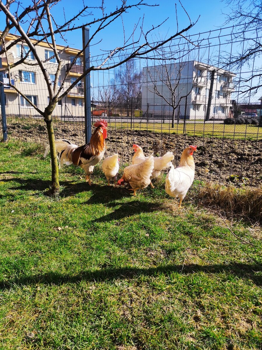 Vlaška červenosedlata NV - 4