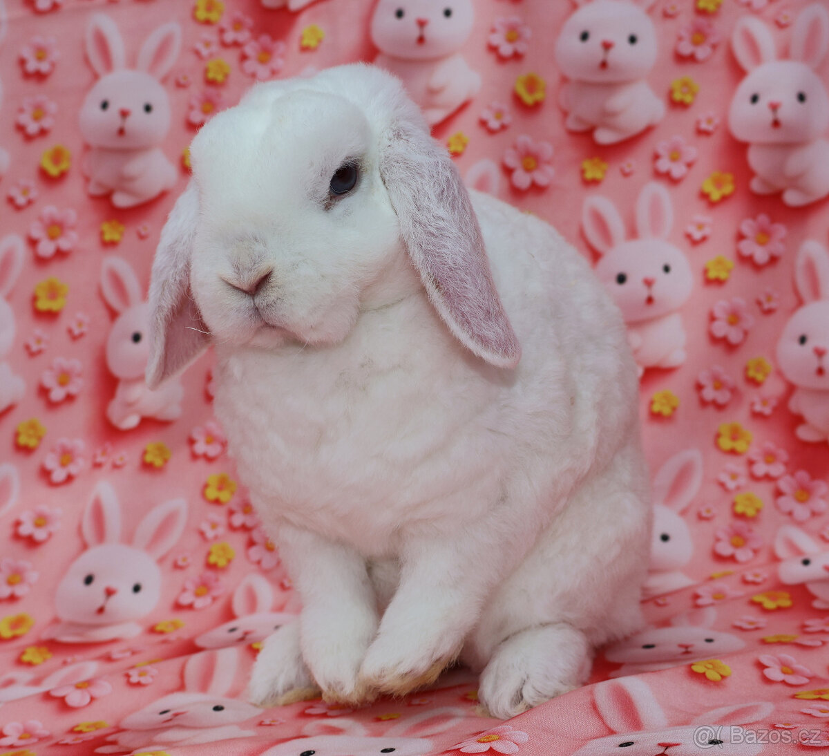 Zakrslý modrooký rex beránek , maličká samička - 4