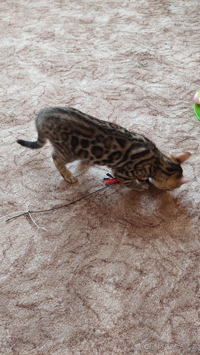 Bengalská kočka-koťátka s PP - 4