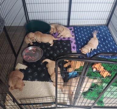 Zlatý retrívr štěňata bez PP - 4