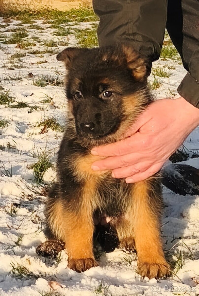 Německý ovčák s PP - 4