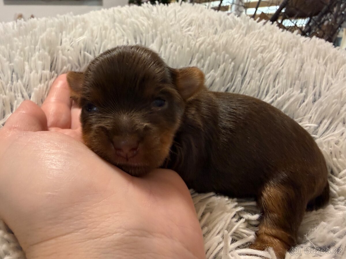 Jorkšírsky teriér s PP pejsek Choco tan - čokoláda s pálením - 4