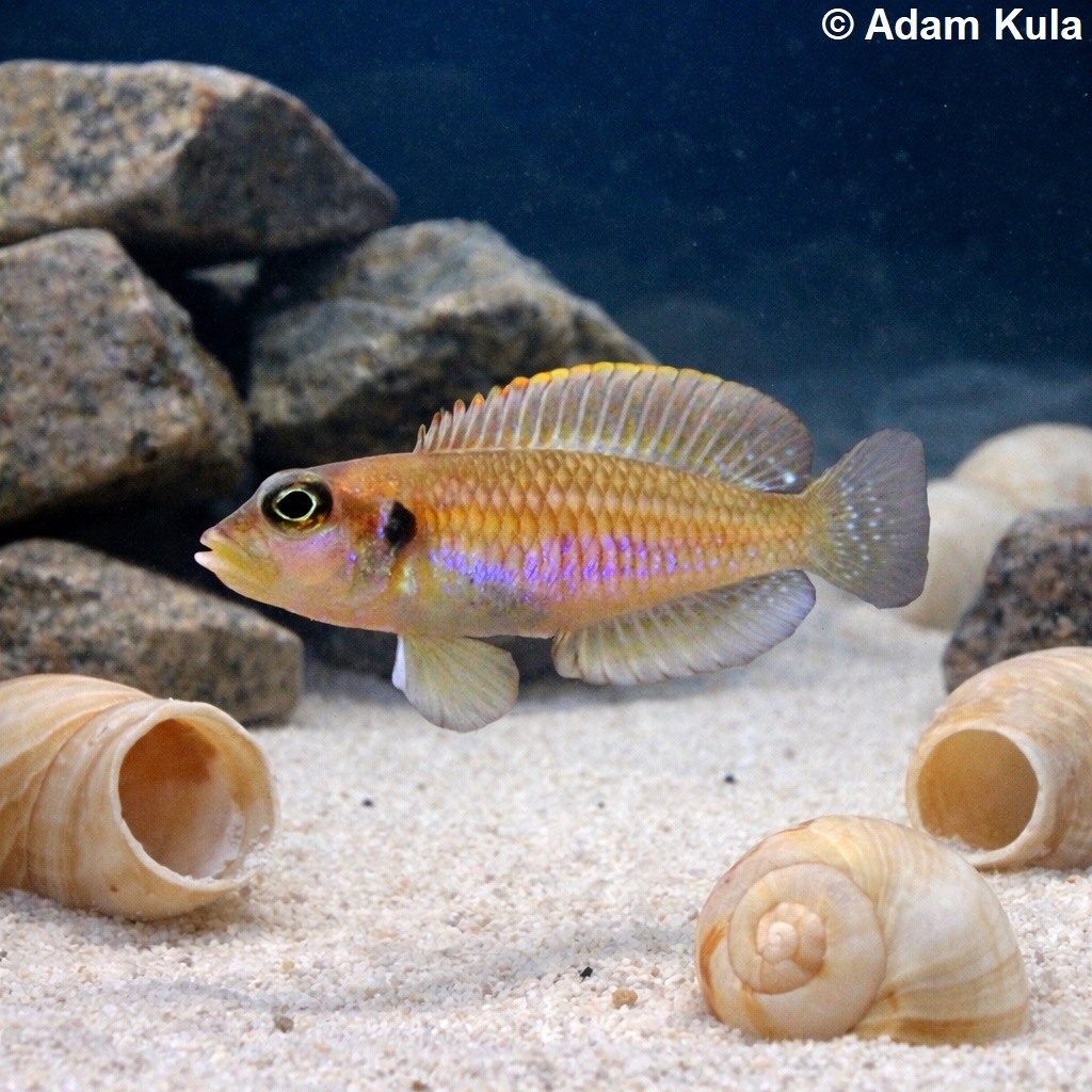 cichlidy Tanganika - 4