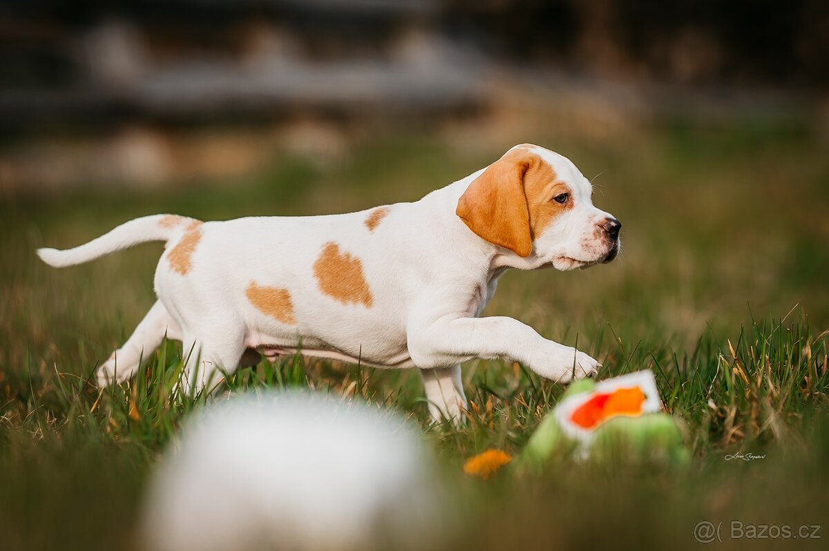 Arlo Bigladybugs - anglický pointer s PP - 4