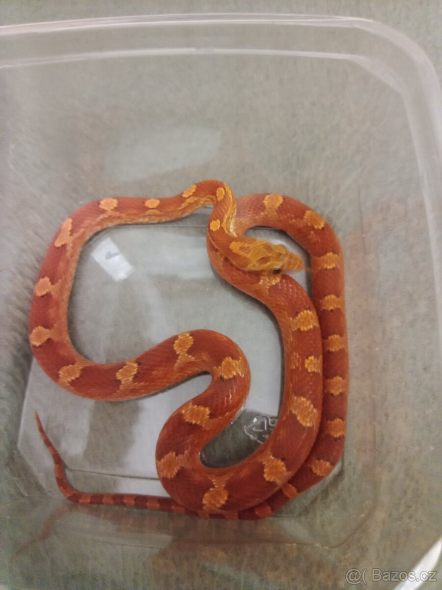 Korálovka Leonis orange - 4