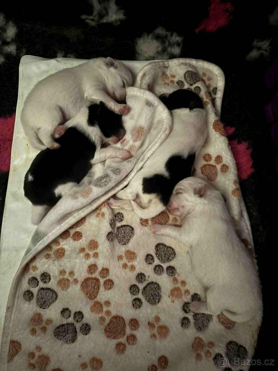 Německý špic střední s PP - 4