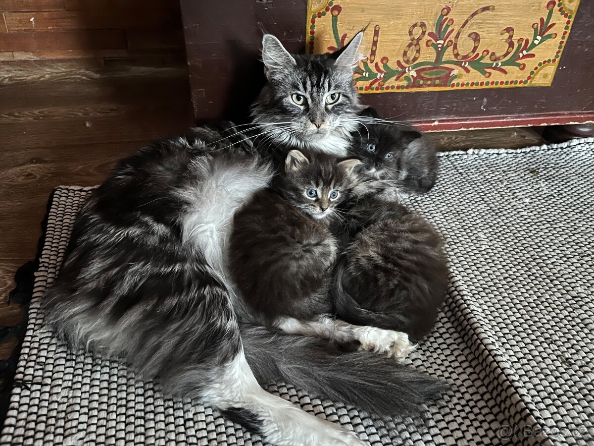 Mainská mývalí s kočkou domácí - 4