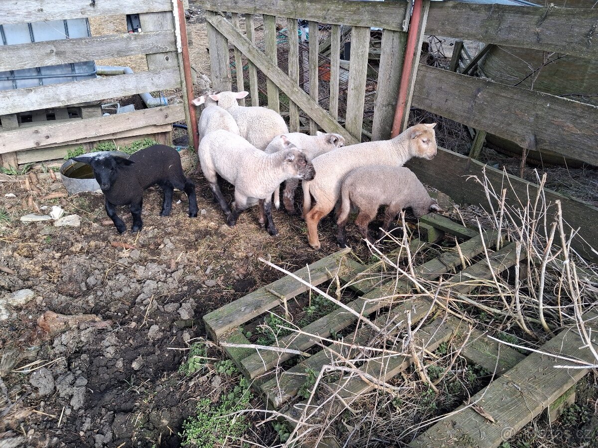 Jehňata - beránci - 4