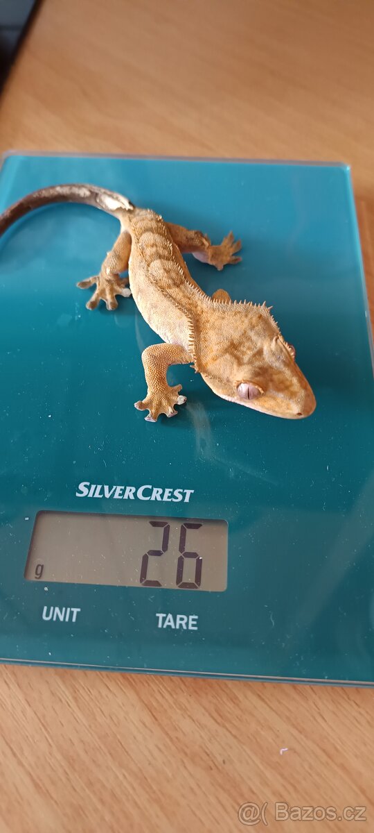 Pagekon řasnatý - mladý sameček (2) - 4