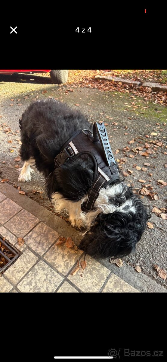 Kšíry pro psa - 4
