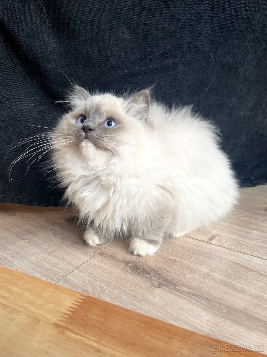 🐾 koťátko Ragdoll s PP – kocourek Blue Mitted k odbě - 4