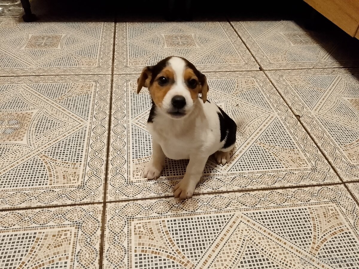 Jack Russell teriér - 4