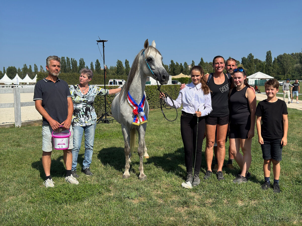 Připouštění čistým arabským hřebcem - 4