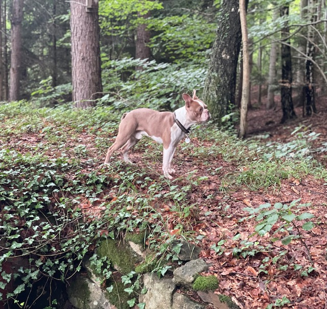 Krytí boston terrier colored (champagne) - 4