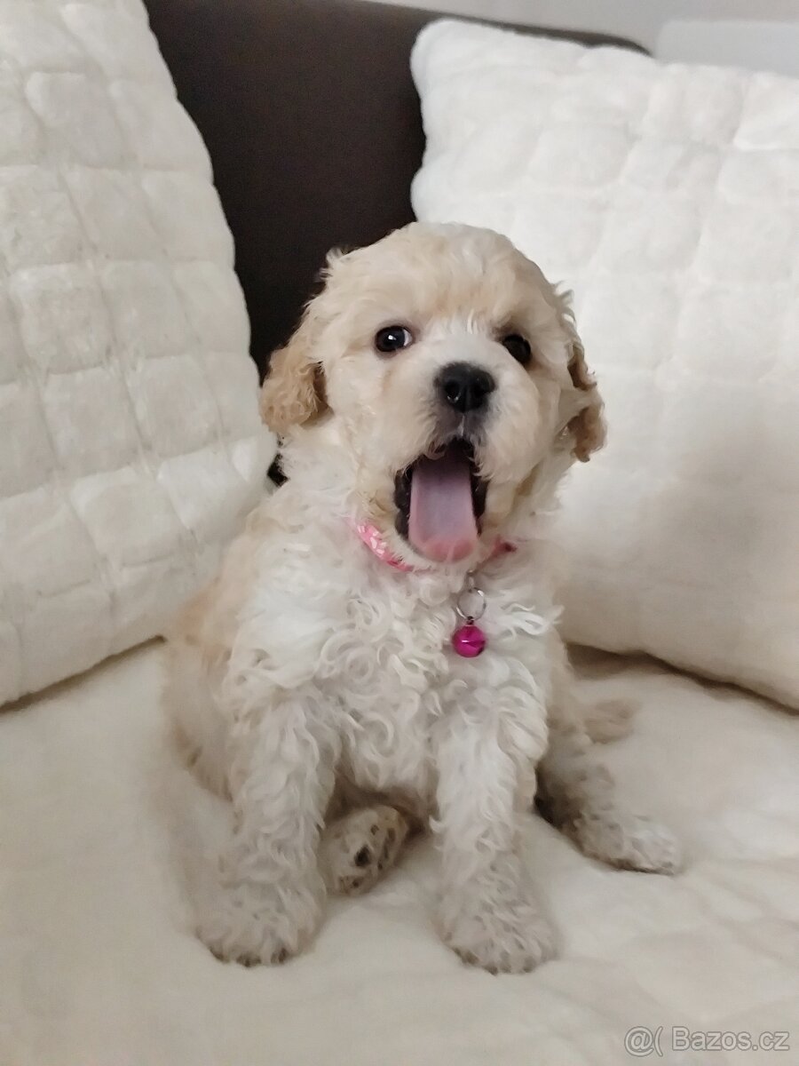 Maltipoo - 4