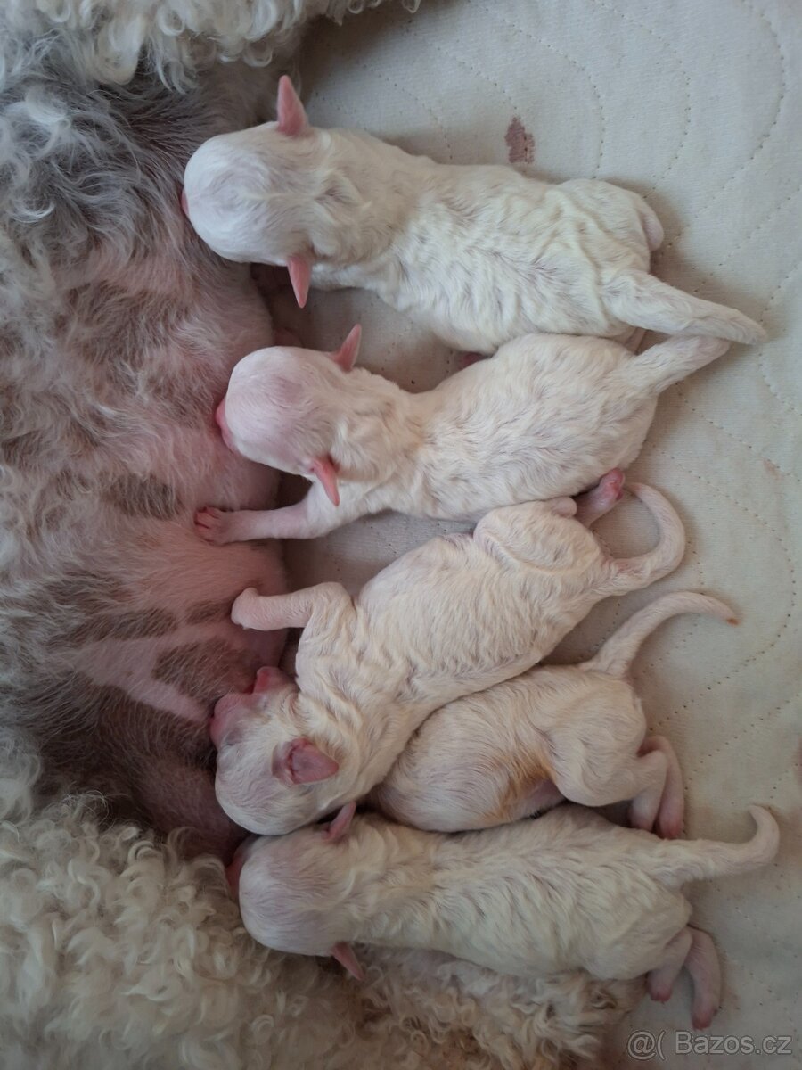 Bišonek štěňátka s PP - 4