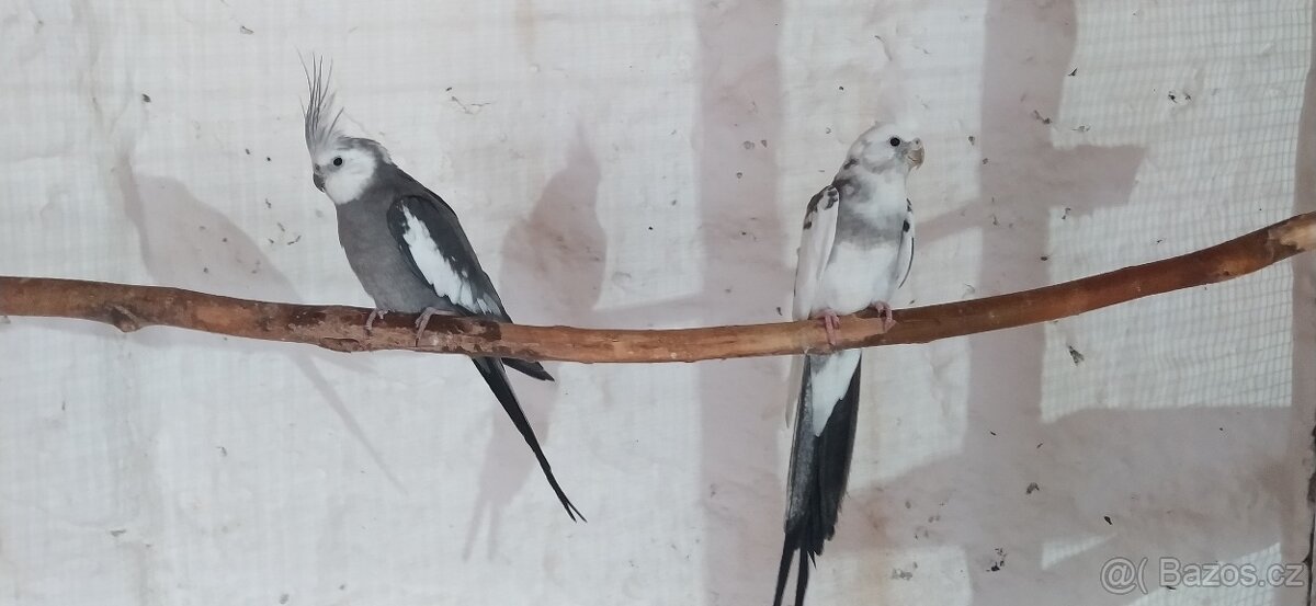 KORELY - ANDULKY - 4