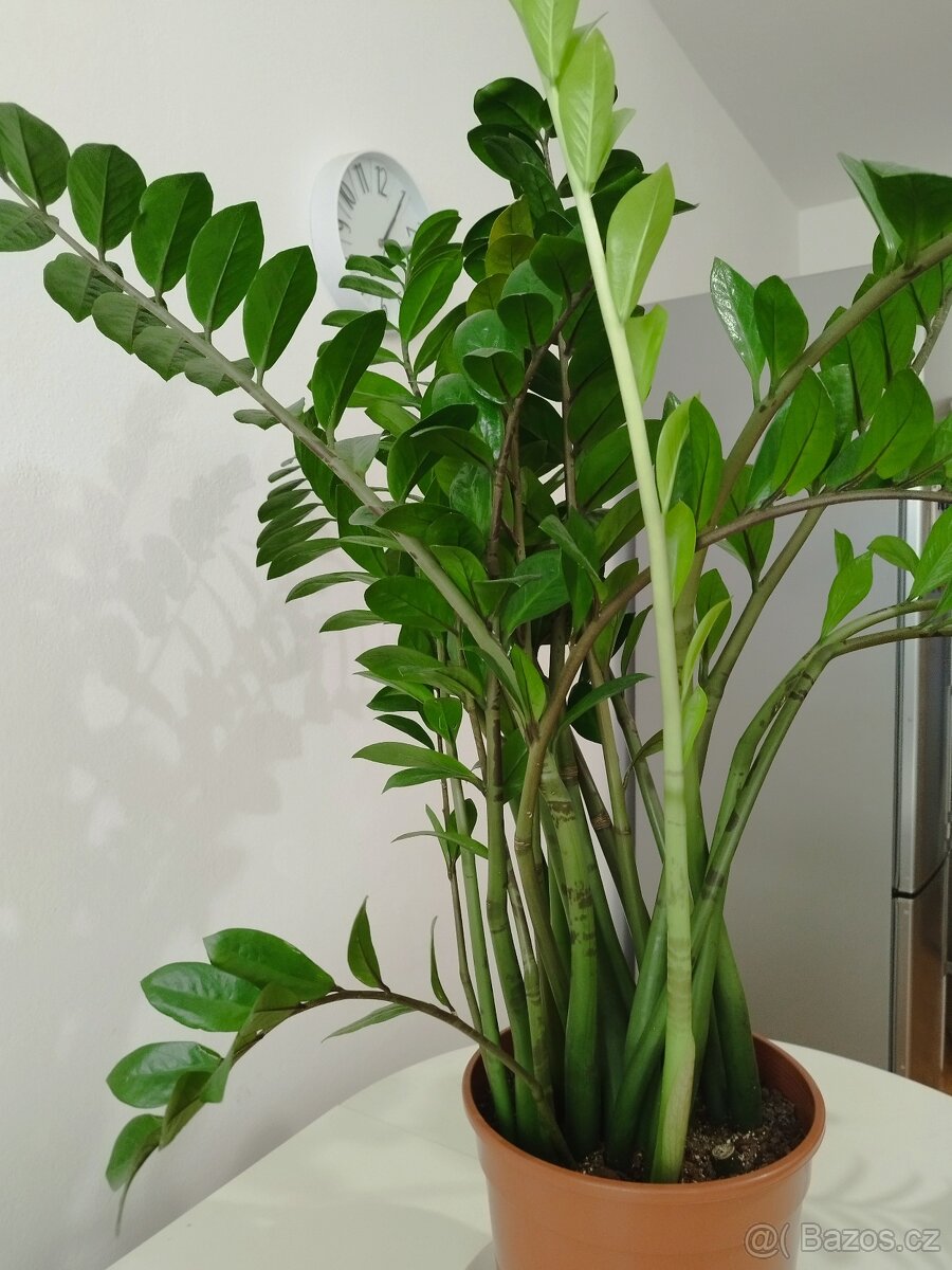 Zamioculcas výška rostliny bez květináče: 100 cm - 4