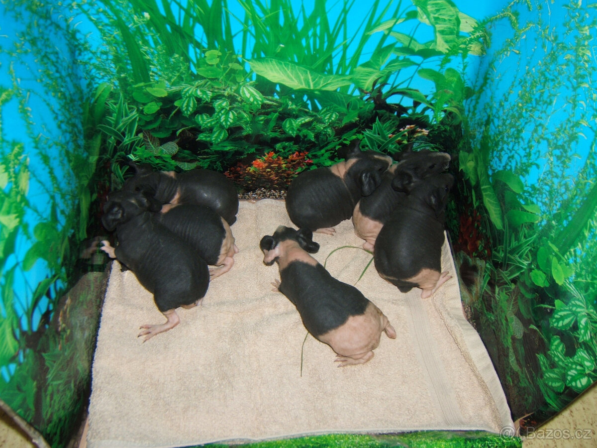 Skini - morčata - 4