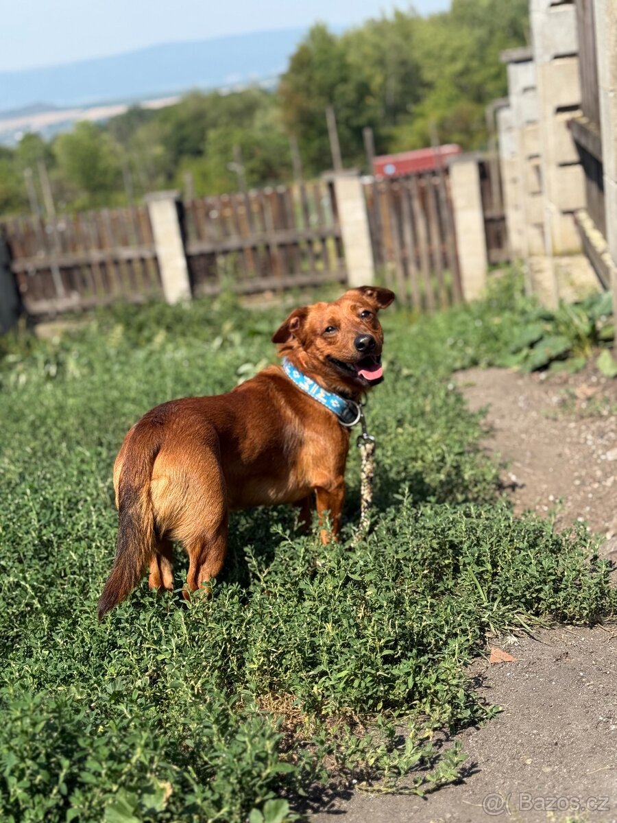 Simba - temperamentní pes, 2 roky, x jezevčík - 4