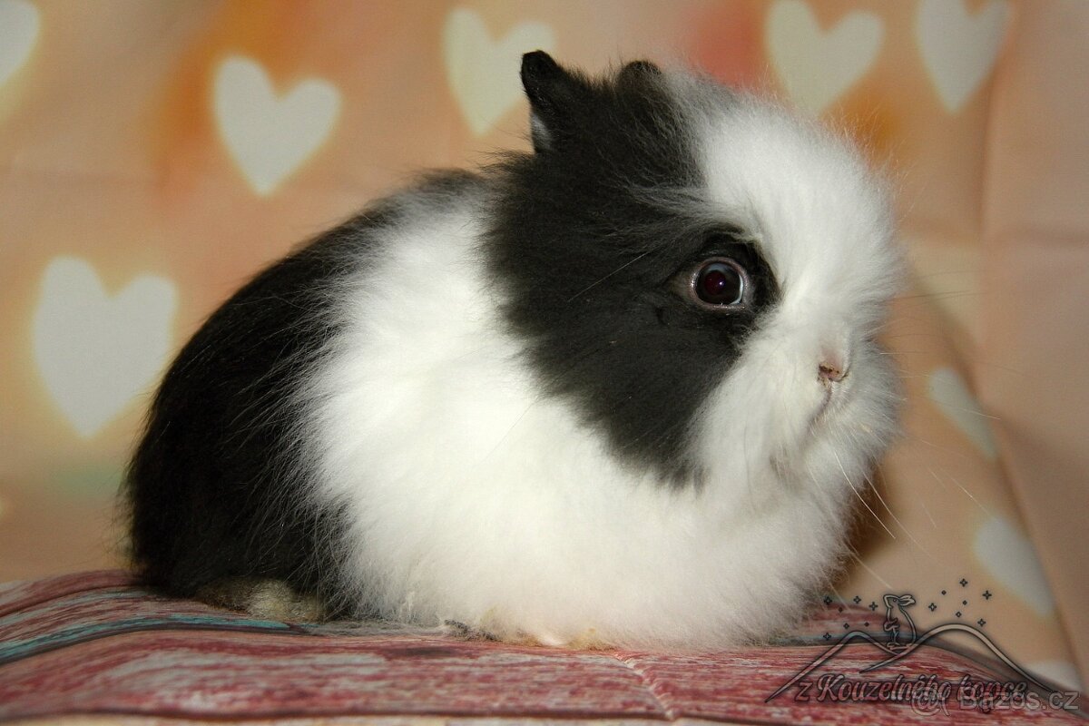 Zakrslí králíčci Teddy s VP-(Vánoční miminka)-doprava po ČR - 4