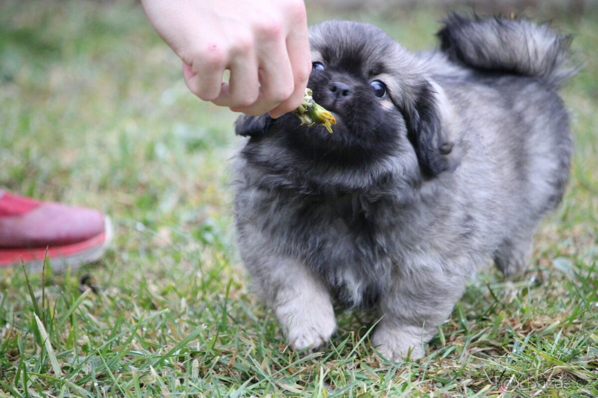 Tibetský španěl s PP - 4