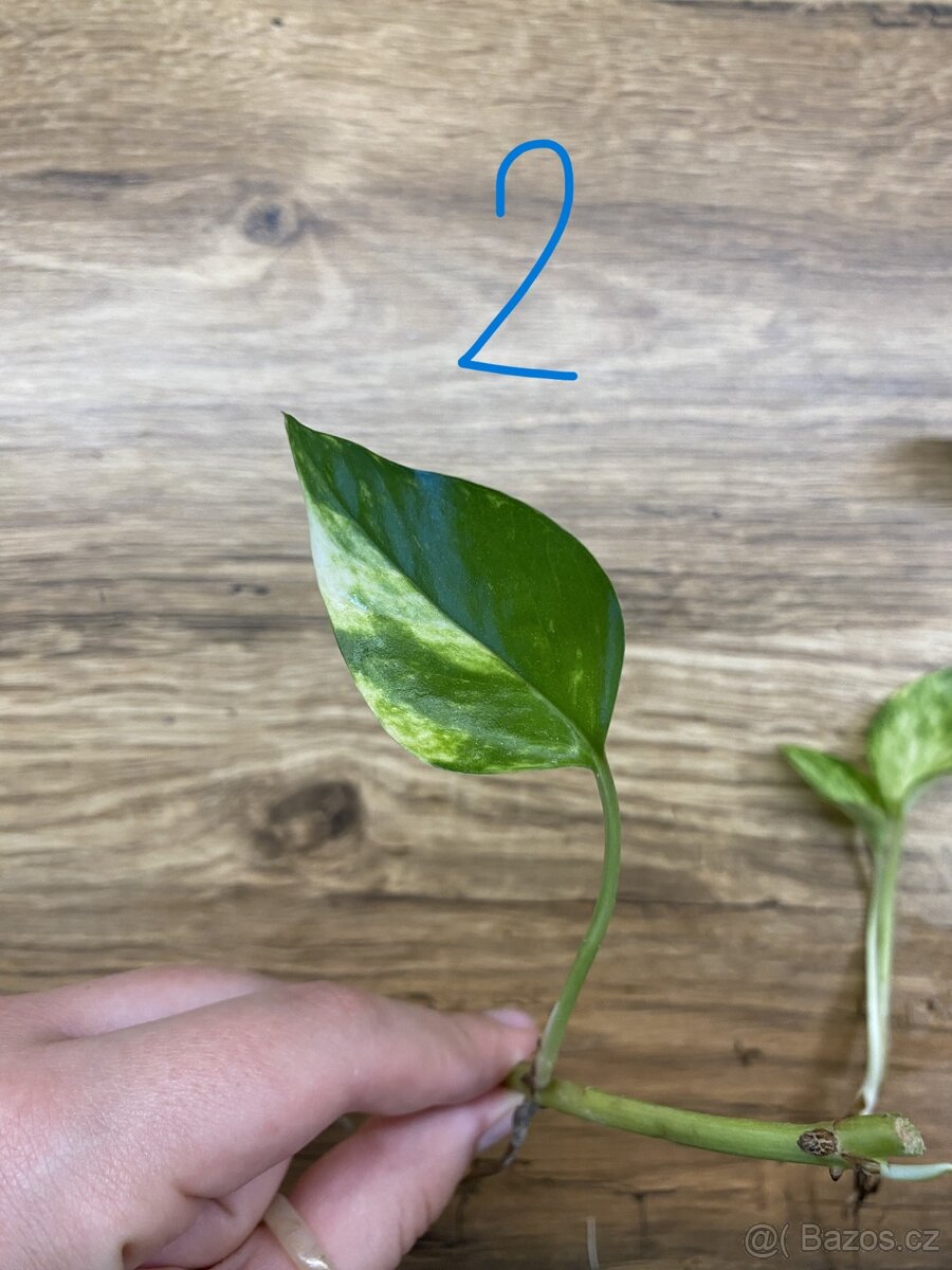 Epipremnum aureum - zakořeněné řízky - 4