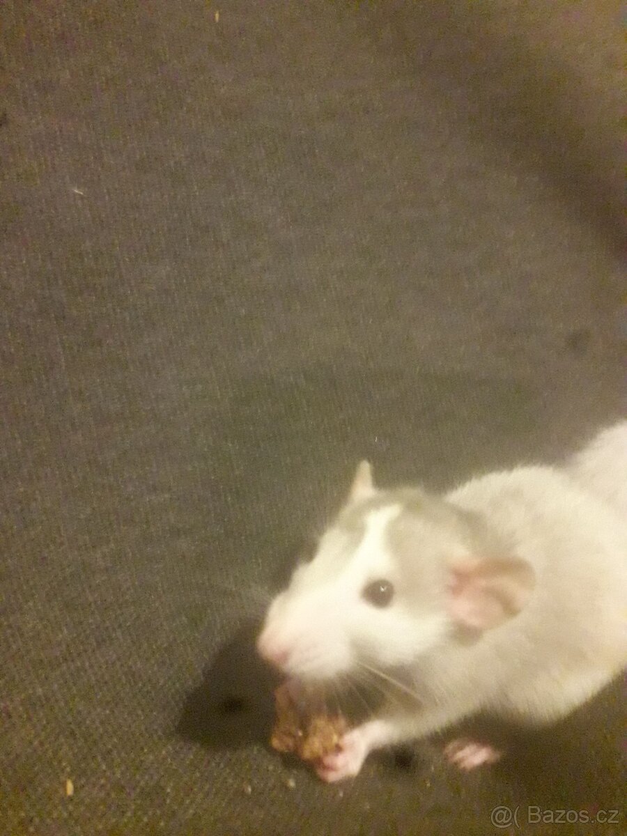 Prodám potkaní holčičky - 4