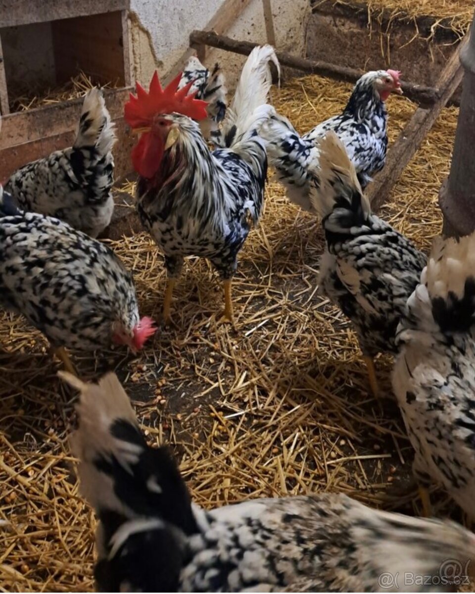 Nasadová vajíčka vlaška exchequer. - 4